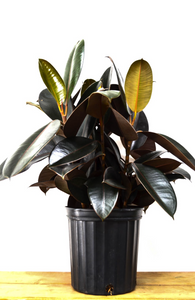 P31: Rubber Plants (Various Sizes Available)