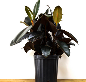 P31: Rubber Plants (Various Sizes Available)