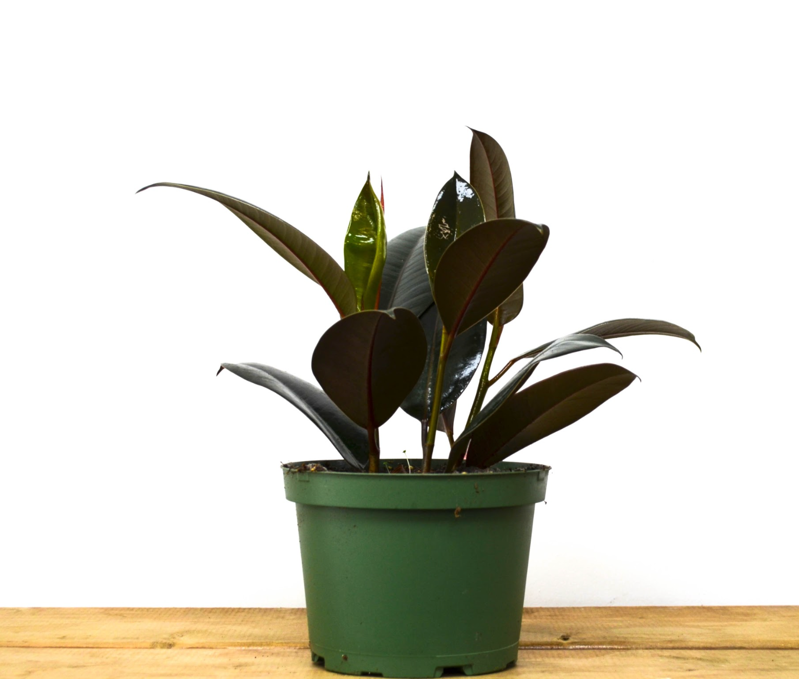 P31: Rubber Plants (Various Sizes Available)