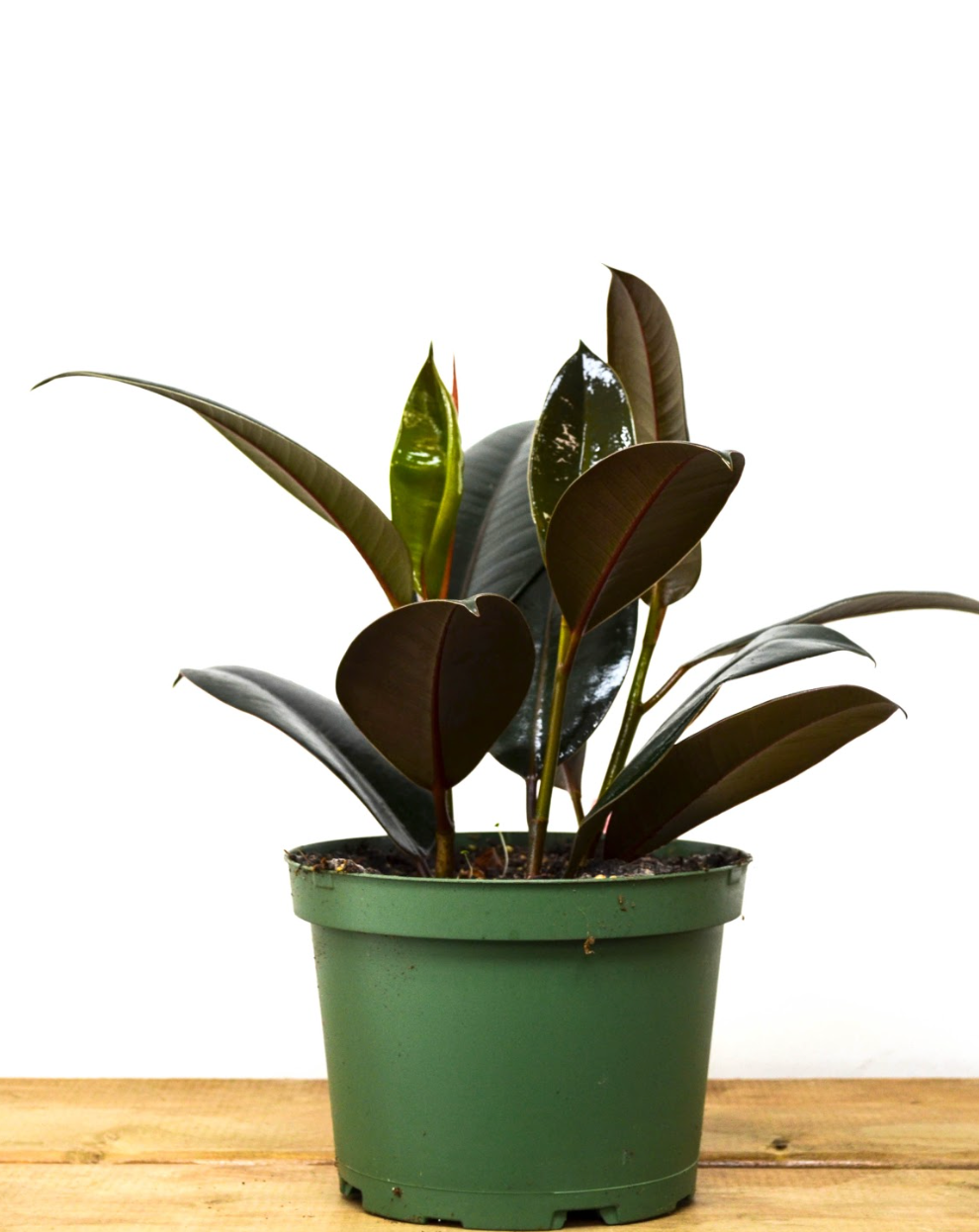P31: Rubber Plants (Various Sizes Available)