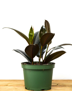 P31: Rubber Plants (Various Sizes Available)