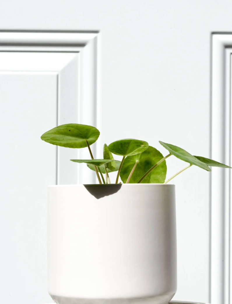 White Ceramic Pot (Matte Finish)