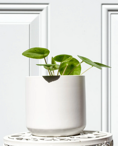 White Ceramic Pot (Matte Finish)