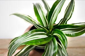 P39: White Jewel Dracaena