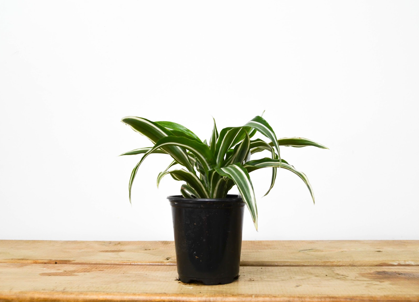 P39: White Jewel Dracaena