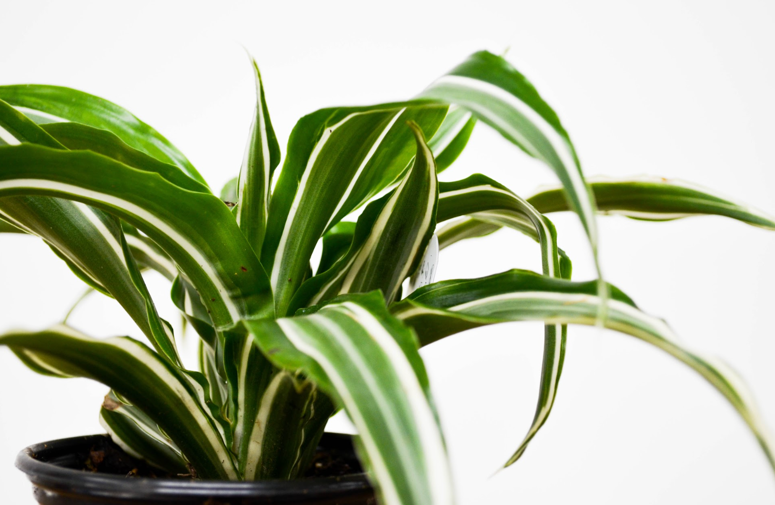 P39: White Jewel Dracaena