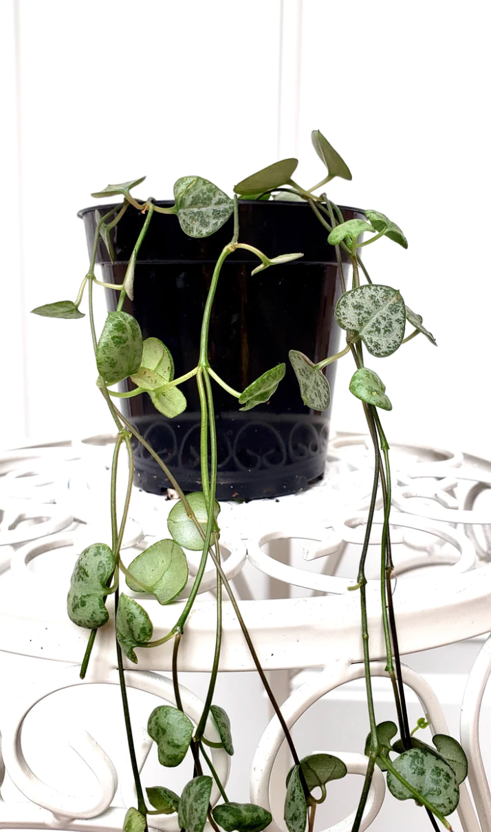 P34: String of Hearts (Ceropegia woodii)