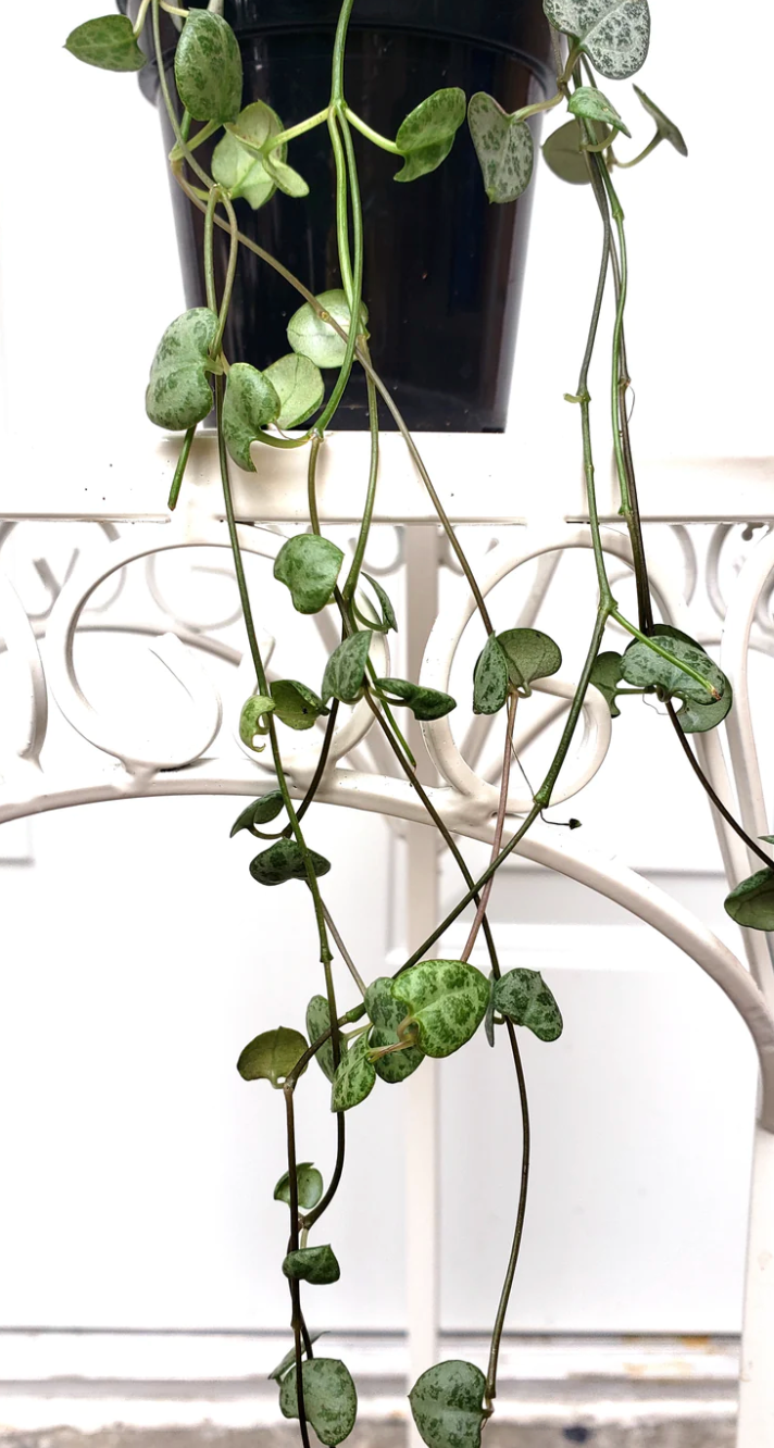 P34: String of Hearts (Ceropegia woodii)