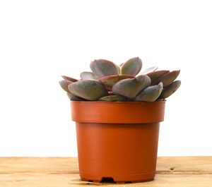 P35: Succulents (Echeveria)