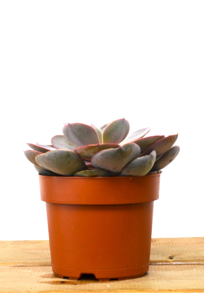 P35: Succulents (Echeveria)