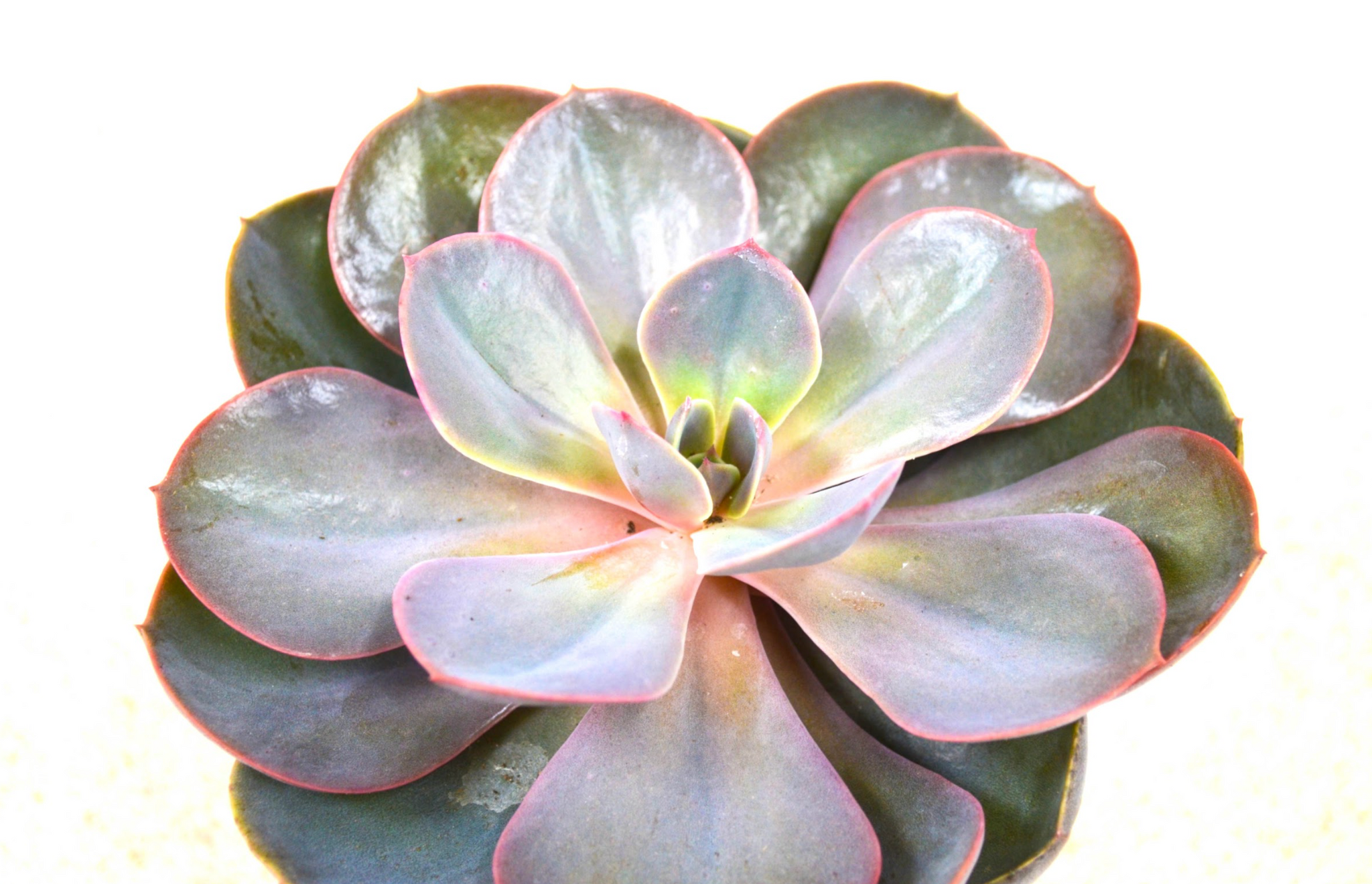 P35: Succulents (Echeveria)