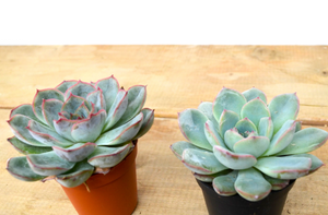 P35: Succulents (Echeveria)