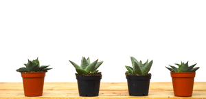 P36: Succulents (Haworthia)