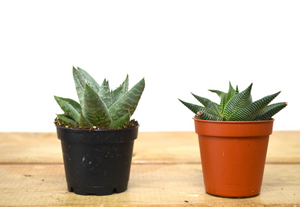 P36: Succulents (Haworthia)