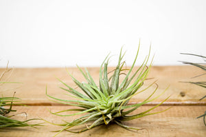 P1: Air Plants