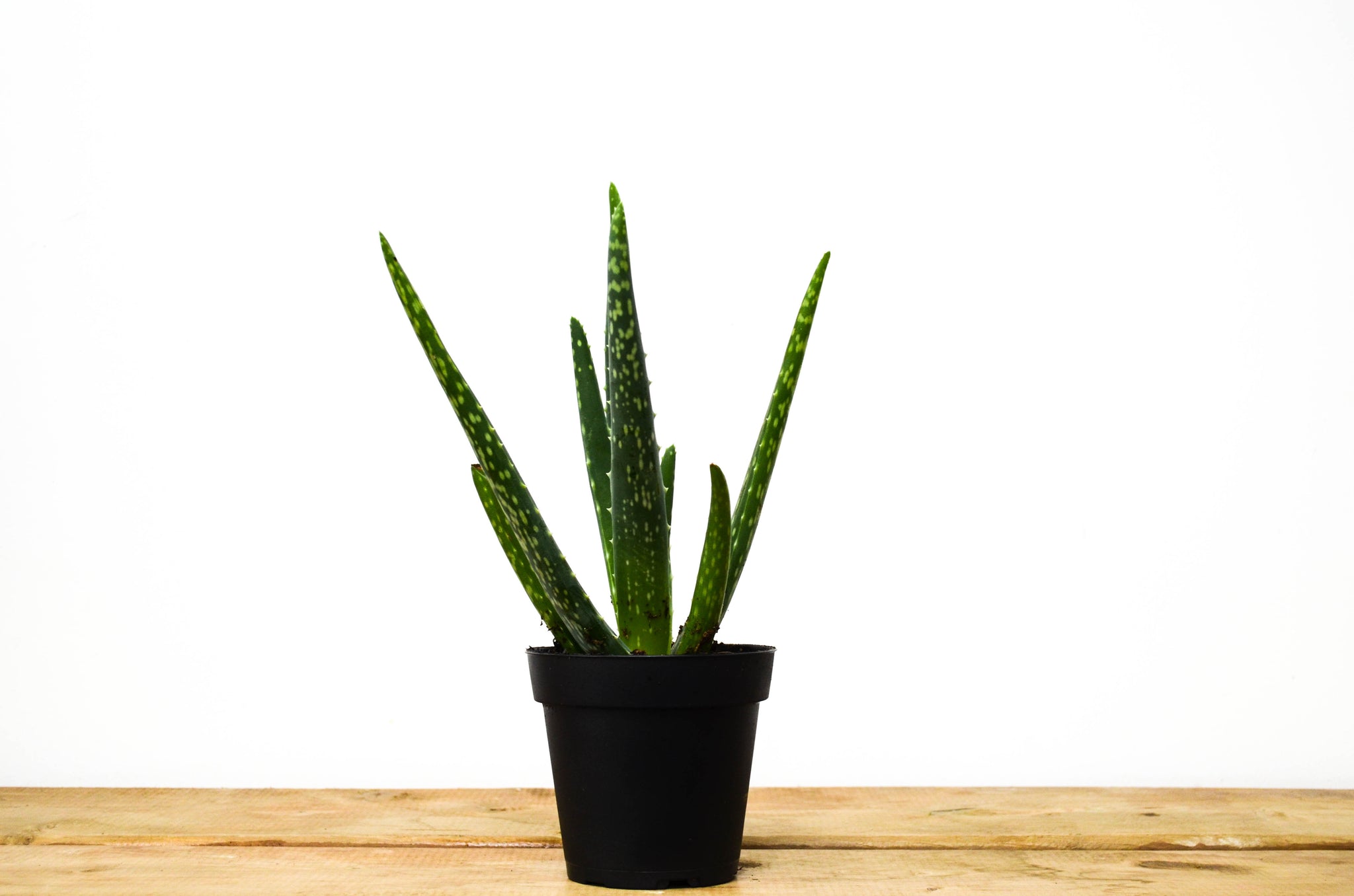 P2: Aloe Vera Plant (Various Sizes Available)