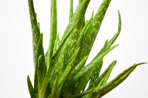 aloe vera plant calgary P2: Aloe Vera Plant (Various Sizes Available) – Bloor Village Flowers