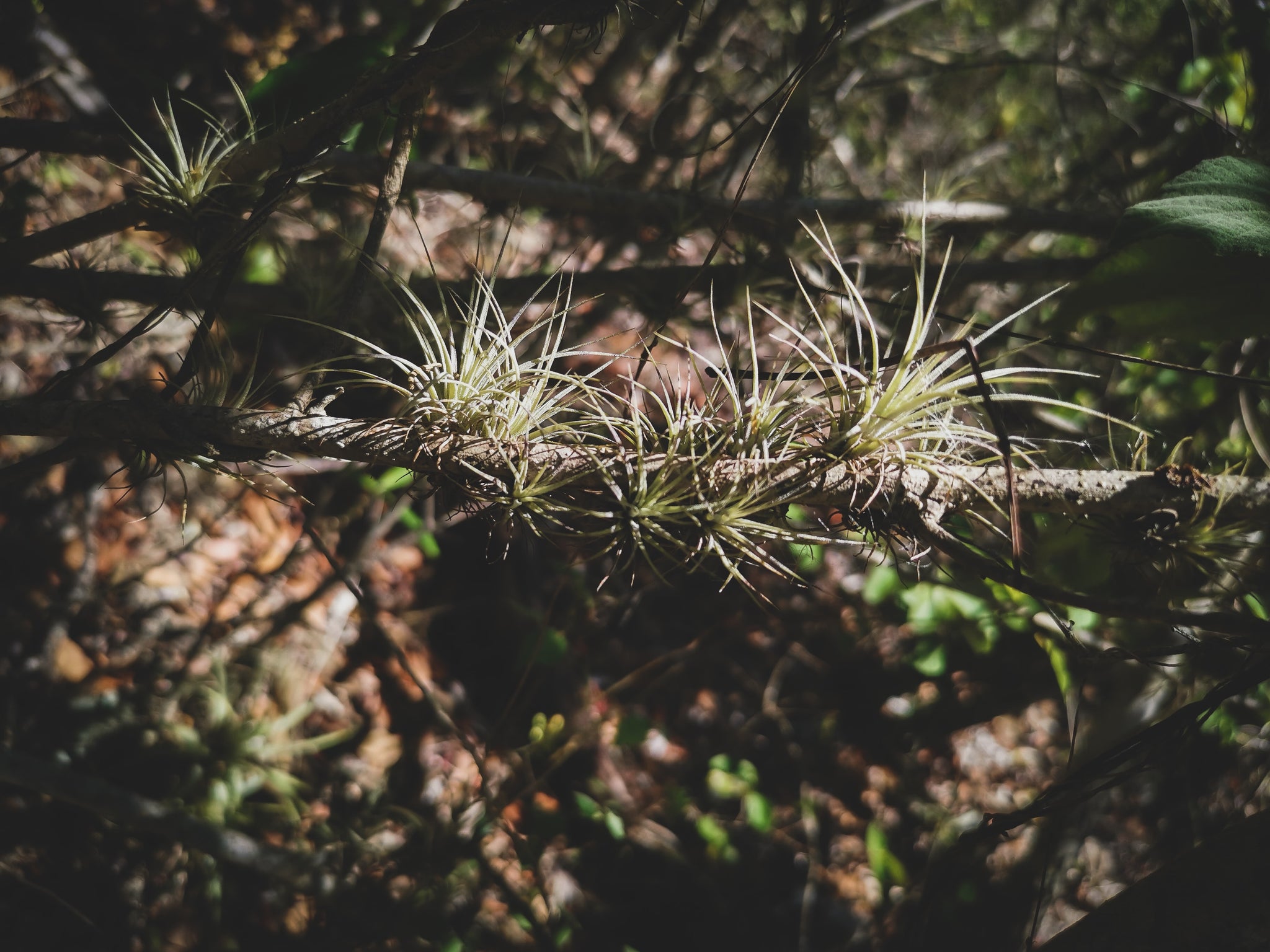 P3: Air Plants Collection (Designer's Choice)