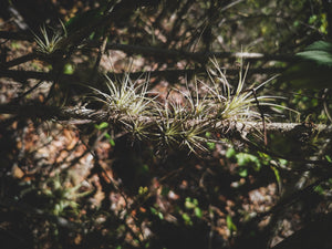 P3: Air Plants Collection (Designer's Choice)
