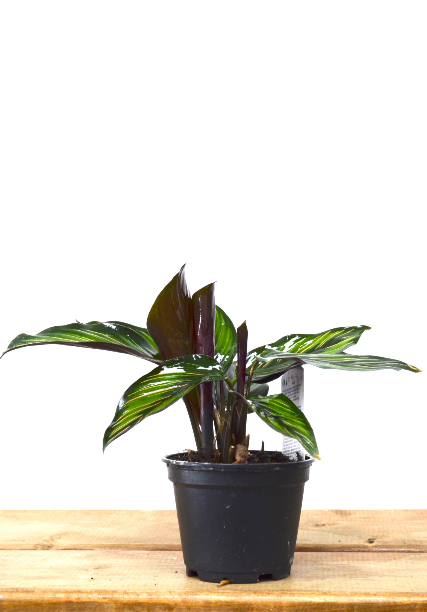 P10: Calathea Plant (Beauty Star)(Various Sizes Available)