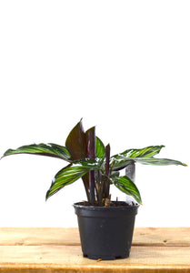 P10: Calathea Plant (Beauty Star)(Various Sizes Available)