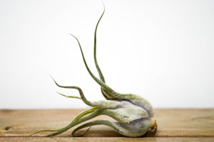 P1: Air Plants