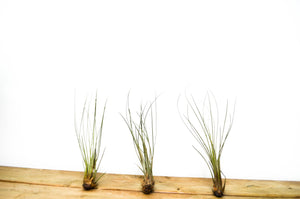 P3: Air Plants Collection (Designer's Choice)