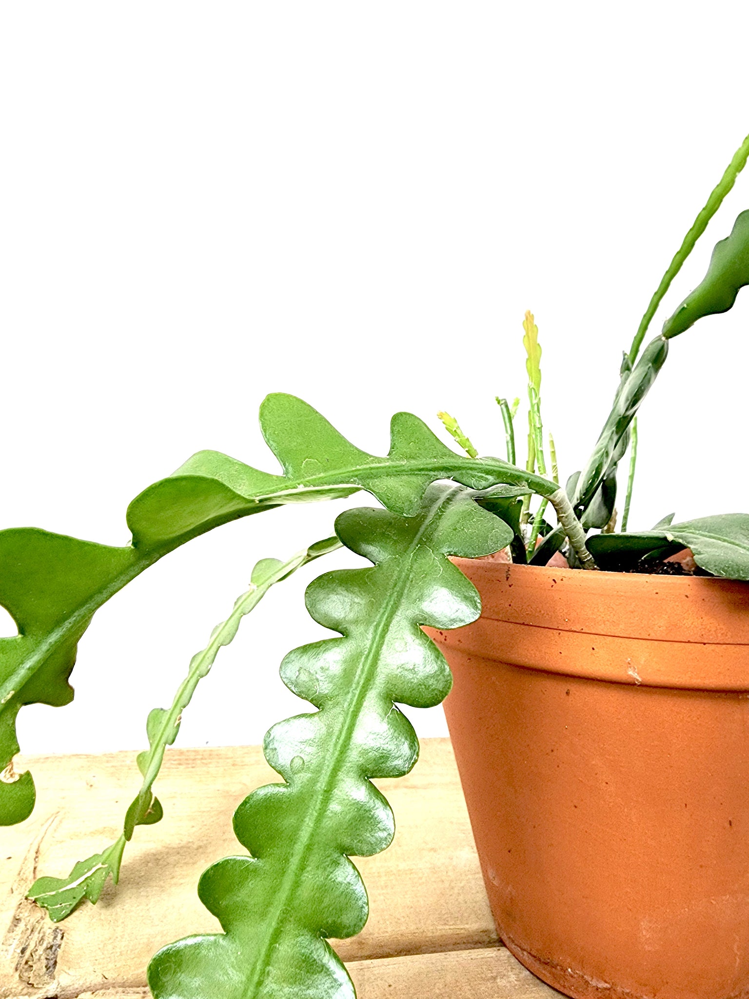 zig zag house plant P14: Fishbone Plant (Zig Zag Plant)