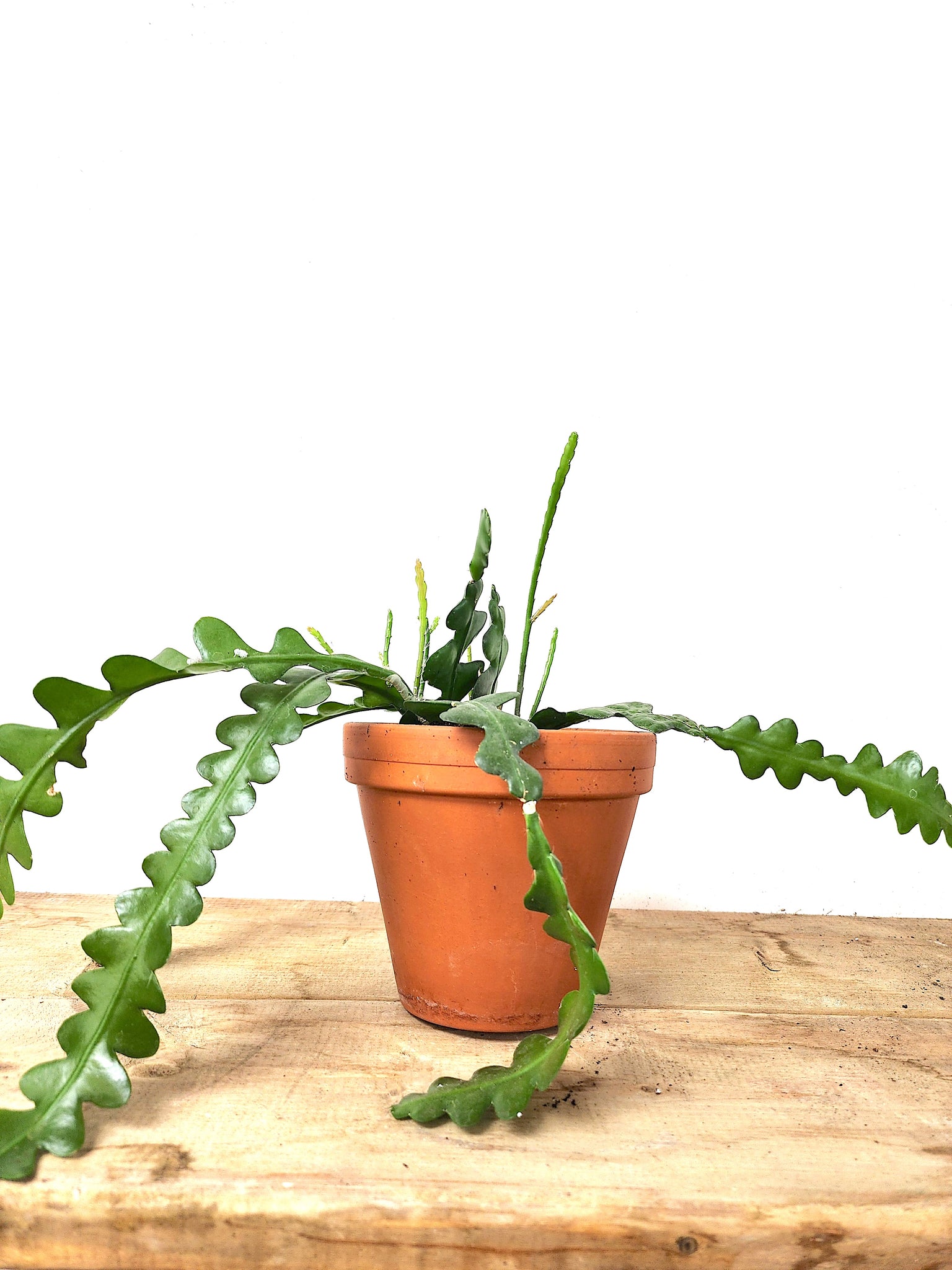 P14: Fishbone Plant (Zig Zag Plant)