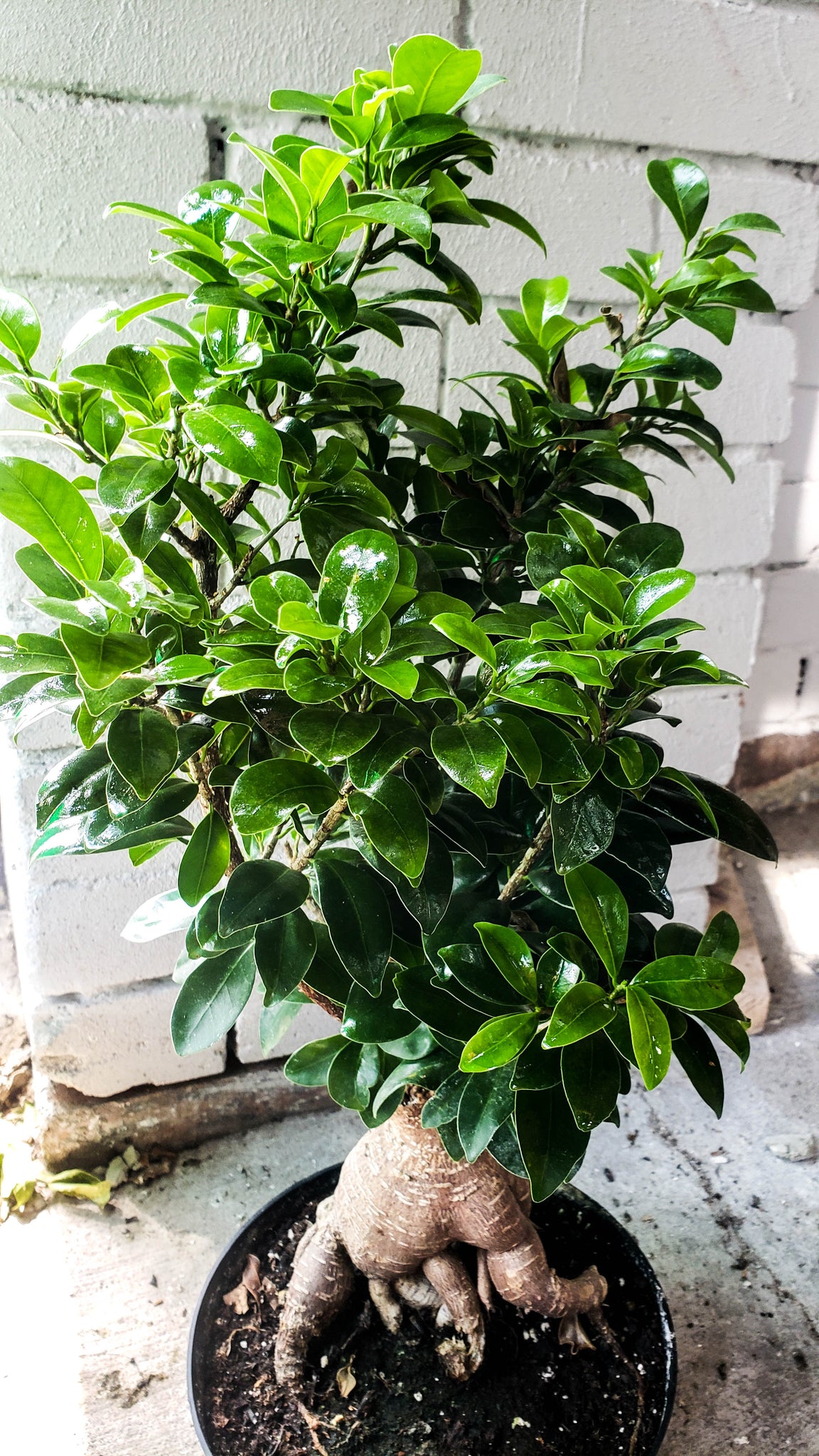 P5: Bonsai Tree (Ginseng Ficus)