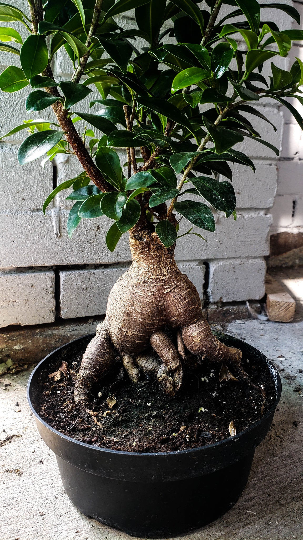 bonsai ginseng tree P5: Bonsai Tree (Ginseng Ficus)