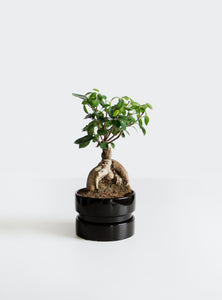 P5: Bonsai Tree (Ginseng Ficus)