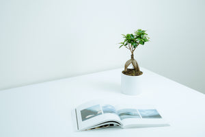 P5: Bonsai Tree (Ginseng Ficus)