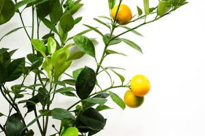 P8: Calamondin Orange Tree
