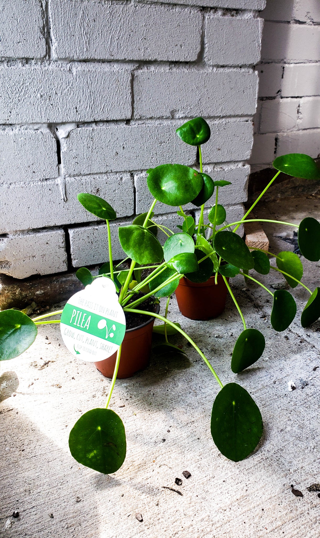 pancake money plant P12: Chinese Money Plant/ Pancake Plant