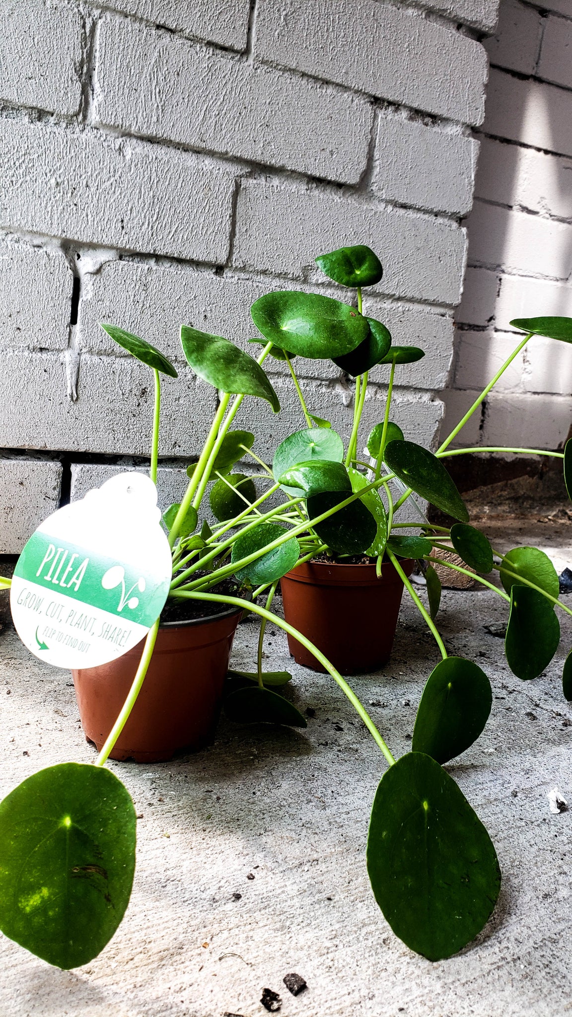 P12: Chinese Money Plant/ Pancake Plant