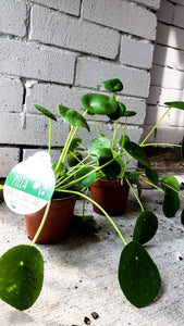 P12: Chinese Money Plant/ Pancake Plant