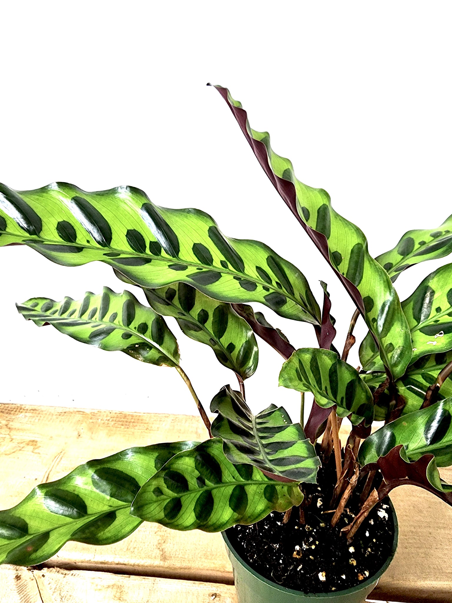 P9: Calathea Lancifola (Rattlesnake Plant)(Various Sizes Available)
