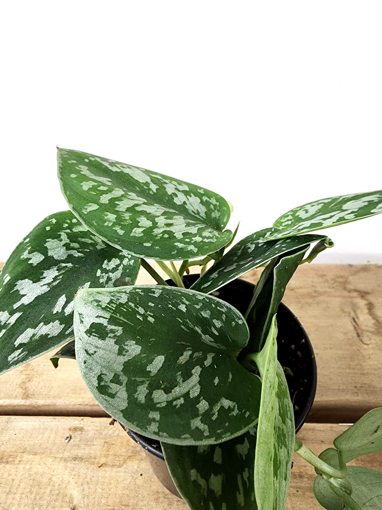 buy silver leaf philodendron roch ny P25: Philodendron Silver Satin – Bloor Village Flowers