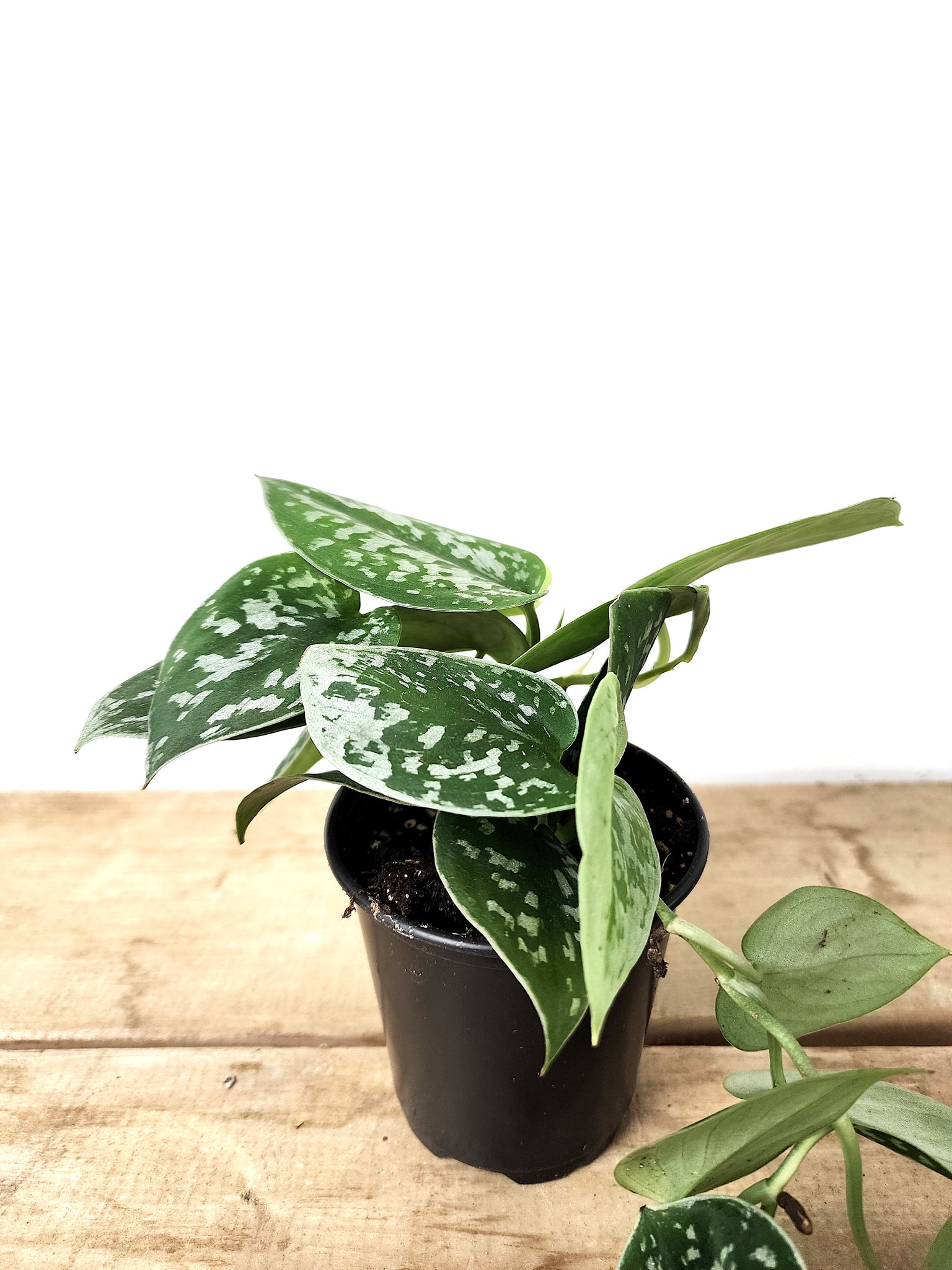 philodendron silver spirit P25: Philodendron Silver Satin – Bloor Village Flowers
