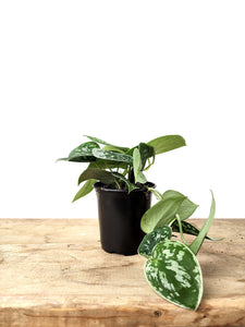 philodendron satin P25: Philodendron Silver Satin – Bloor Village Flowers