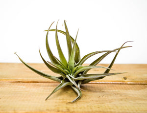 P1: Air Plants