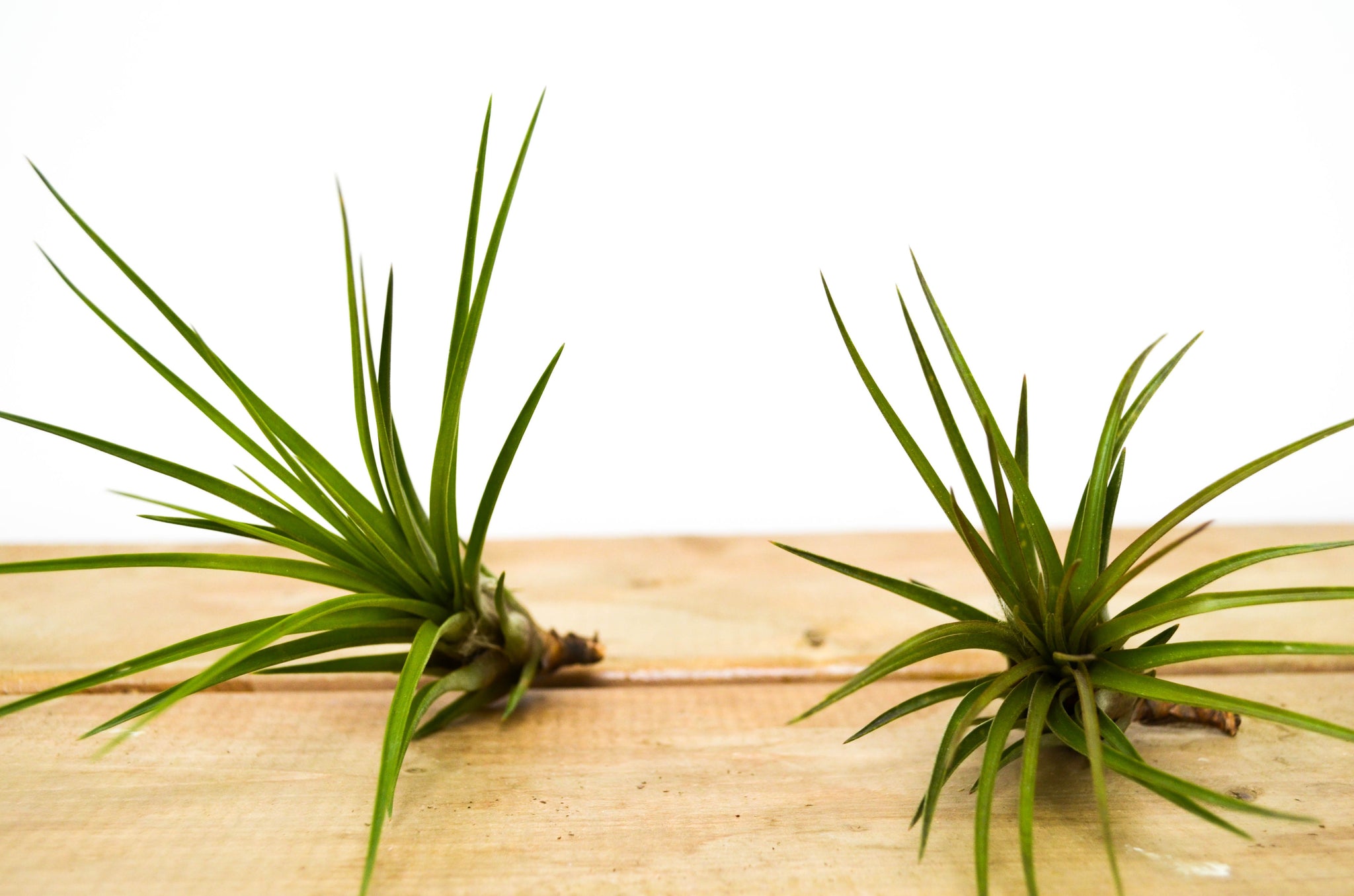 P1: Air Plants